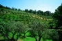 Olive Trees on florentine hills
